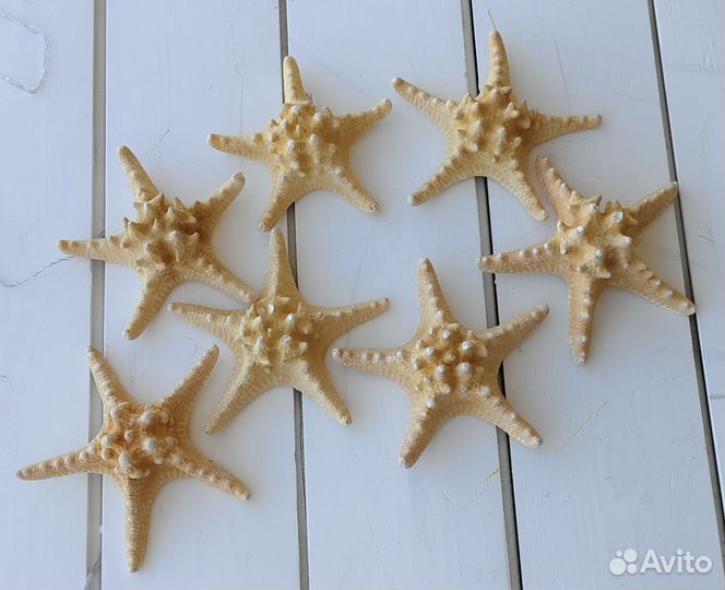 Морские ракушки и звезды