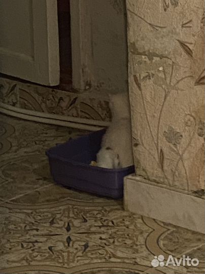 Британские котята