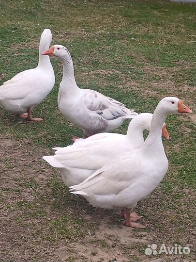 Семья гусей