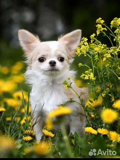 Два Шикарных мальчика мини и стандарт