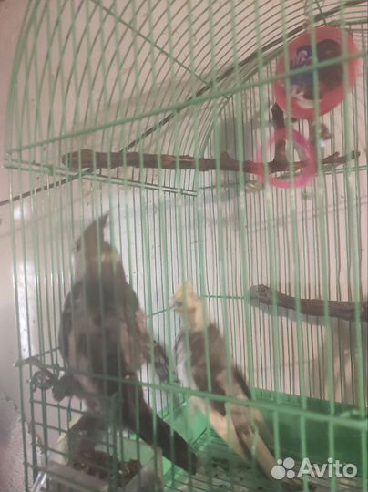 Птенцы кореллы