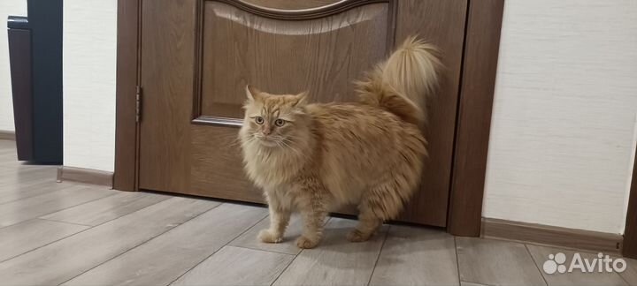Кошка красотка