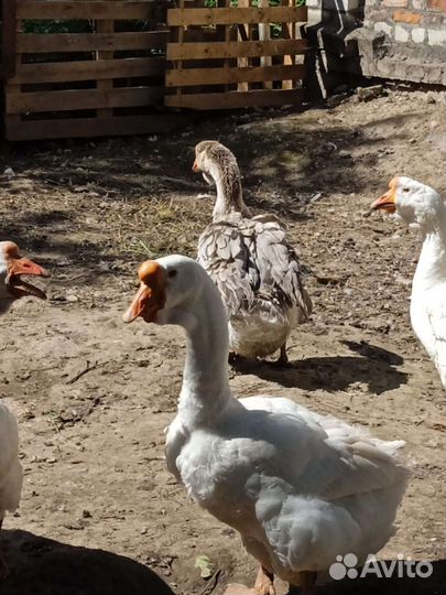 Холмагорский гусак