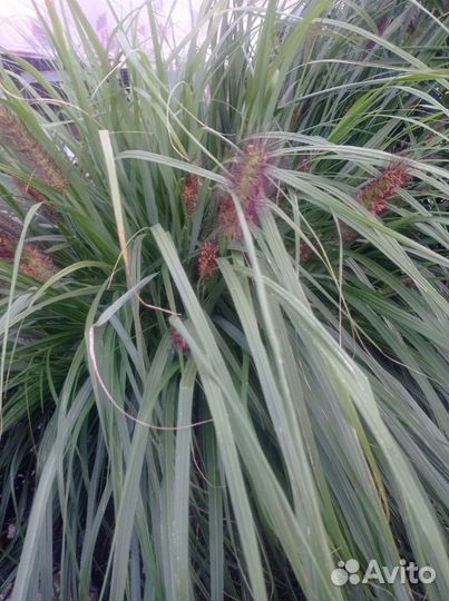 Перистощетинник