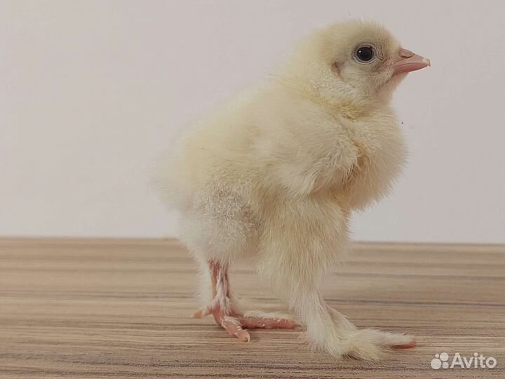 Цыплята, инкубационное яйцо