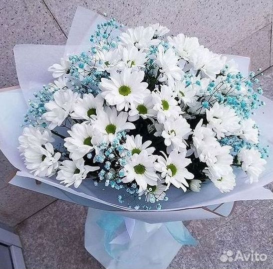 Хризантема