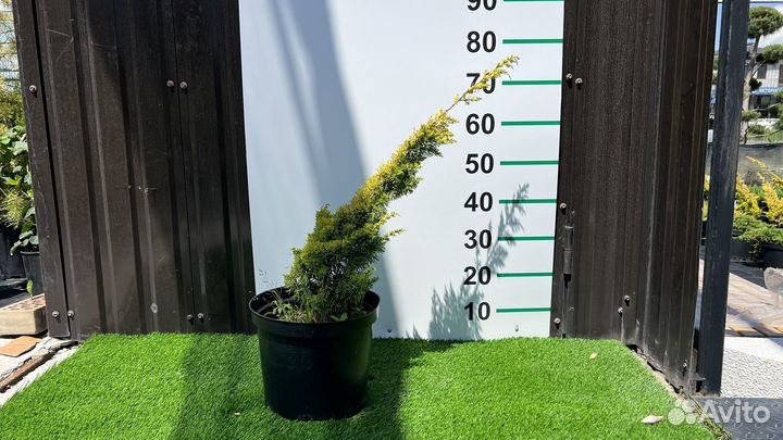 Можжевельник Плюмоза Ауреа