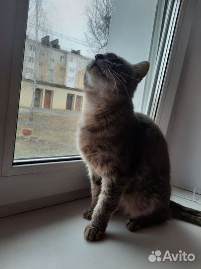 Кошка в добрые руки