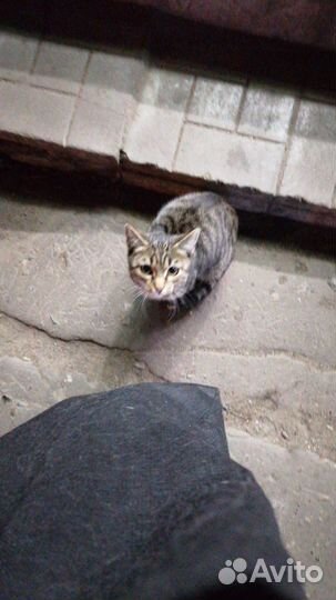 Котик молодой, мес 5