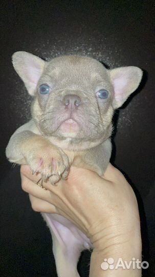 Щенки лиловой и изабелла генетики