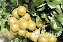 Саженцы груши зимостойких сортов