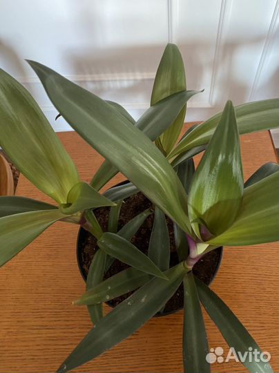 Комнатные цветы Традесканция Рео