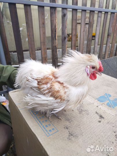 Молодые петухи