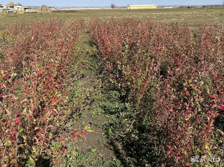 Кизильник блестящий