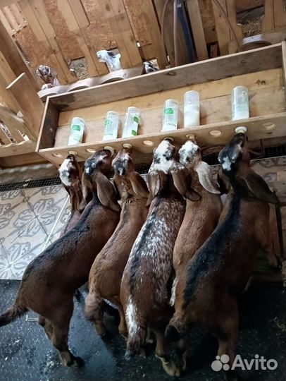 Англо-Нубийские козы