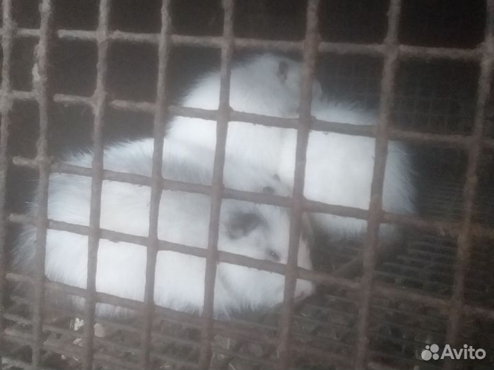 Нутрии на завод