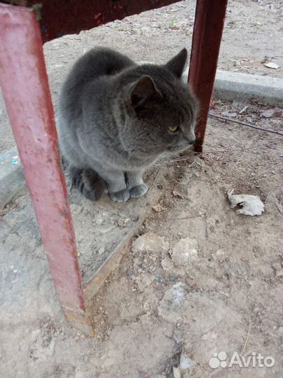 Отдаю в добрые руки Британец