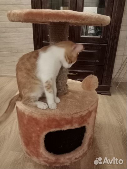 Котенок мальчик