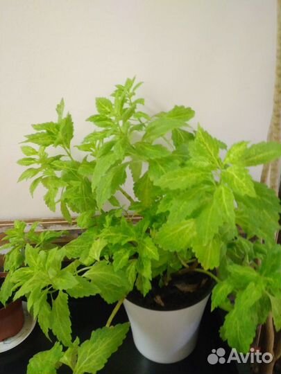 Комнатные цветы