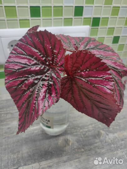 Комнатные цветы, растения бегония