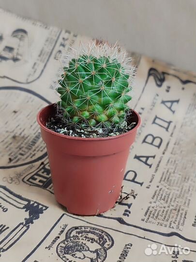 Кактусы цветущие