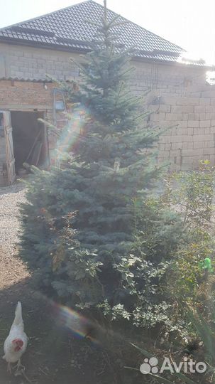 Ель голубая