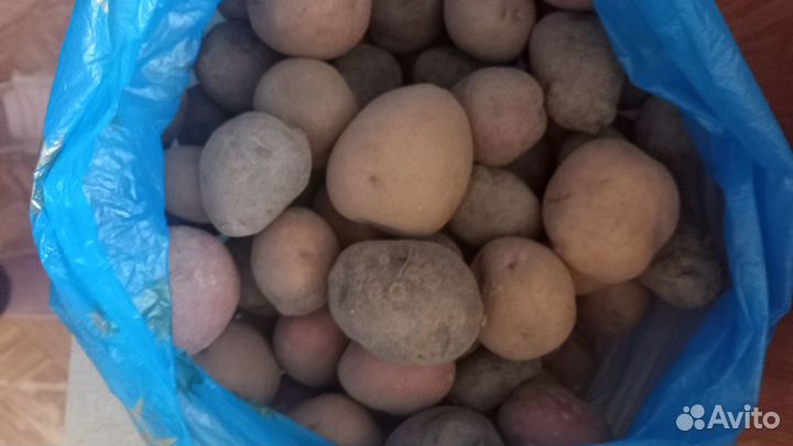 Семенной картофель