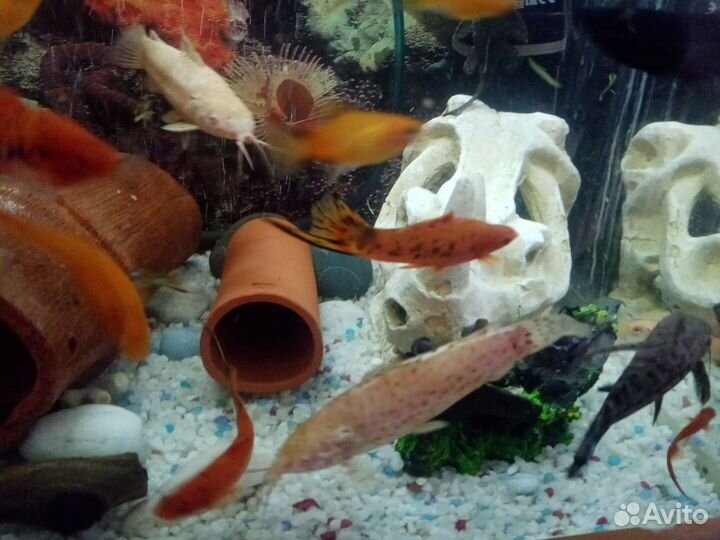 Аквариумные рыбки. Сомы Таракатумы