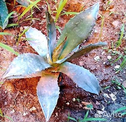 Сансиверия (Щучий хвост или тещин язык) и агава