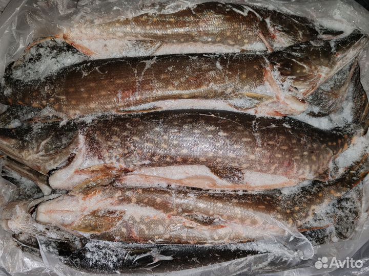 Щука свежемороженная