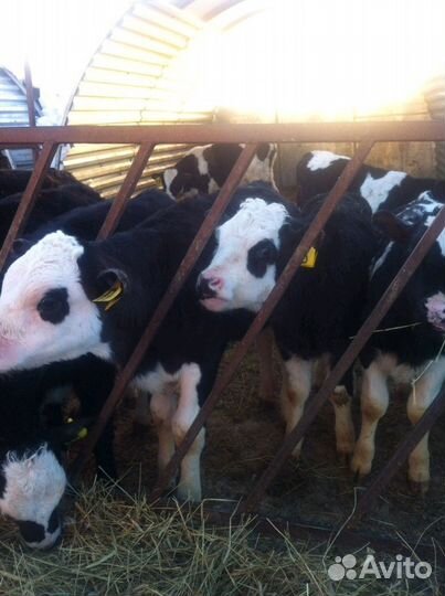 Телята бычки