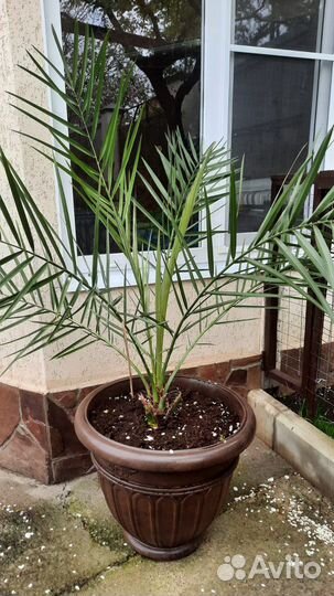 Цветок в горшке