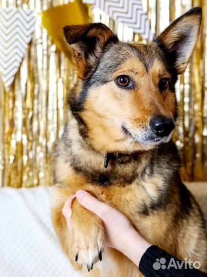 Небольшая скромная Ася ищет дом