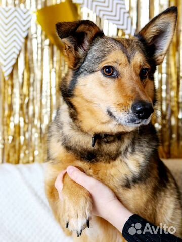 Небольшая скромная Ася ищет дом