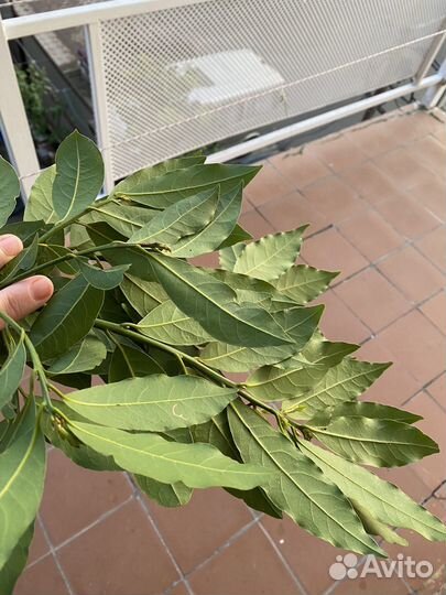 Лавровый лист