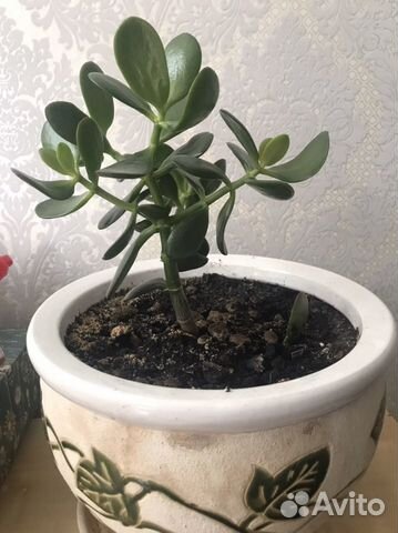 Крассула с вазой