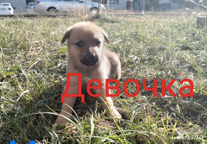 Отдам бесплатно животные