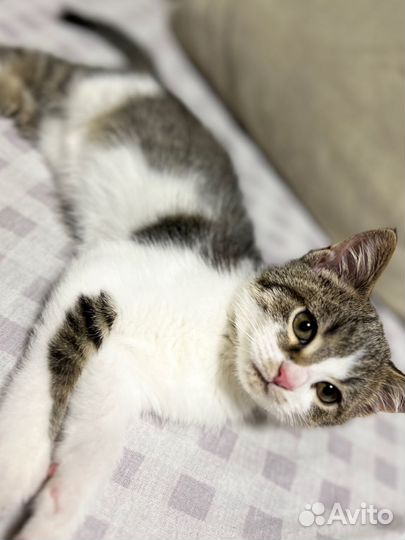 Котенок бесплатно