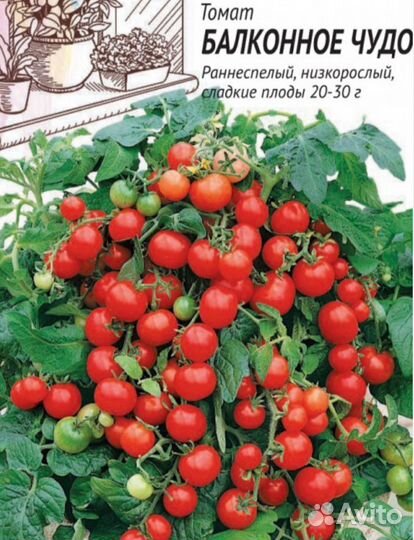 Рассада помидор