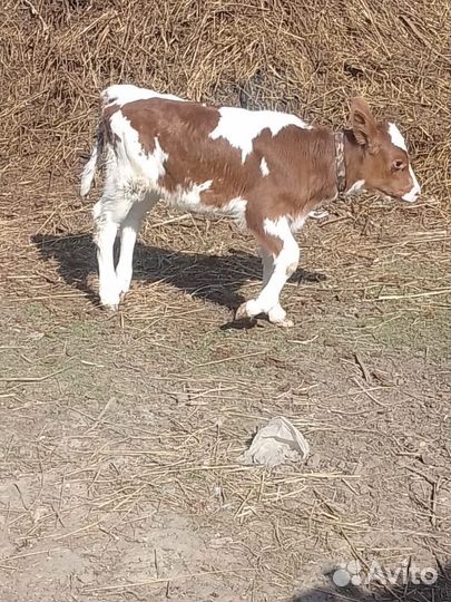 Бычок и телка