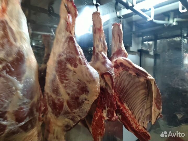 Продам мясо конина