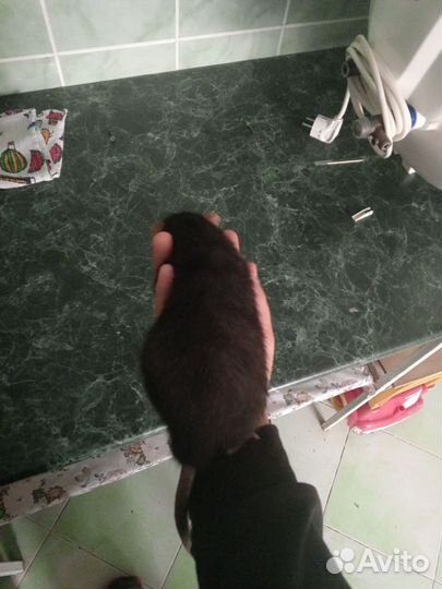 Крыса Дамбо чёрный