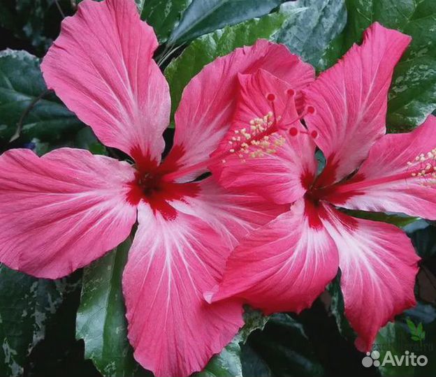 Гибискус Купера(комнатные растения,цветы)