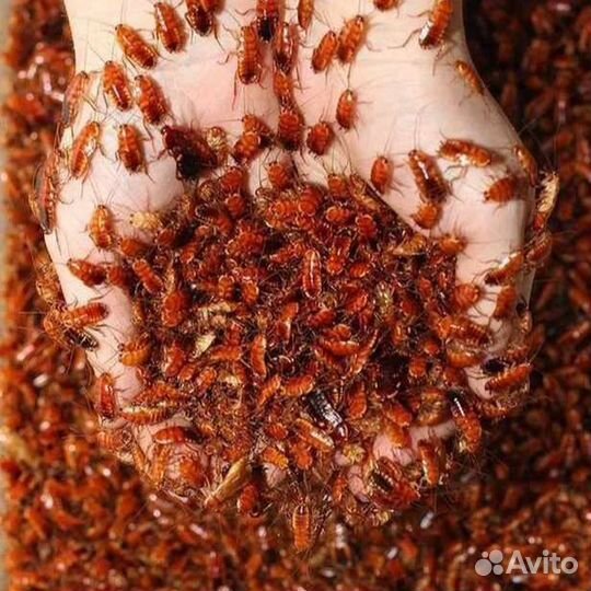 Сверчки Тараканы