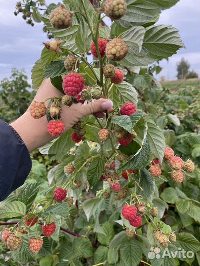 Саженцы ремонтантной малины