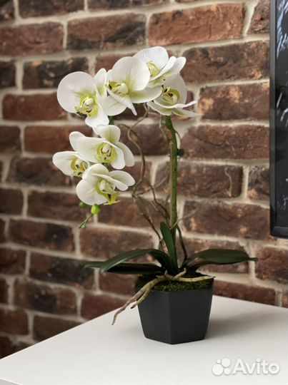 Орхидея фаленопсис