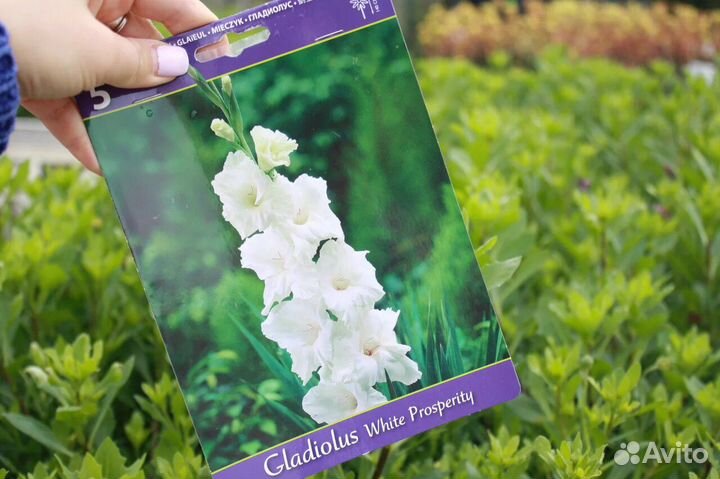 Луковицы Гладиолуса