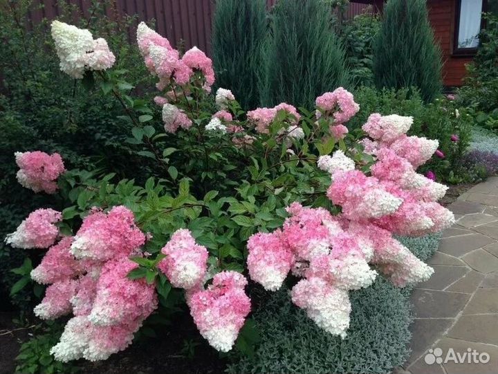 Гортензия метельчатая древовидная крупнолист