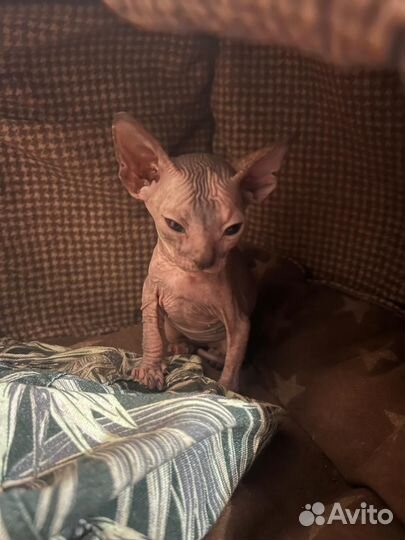 Продаются котята сфинкс