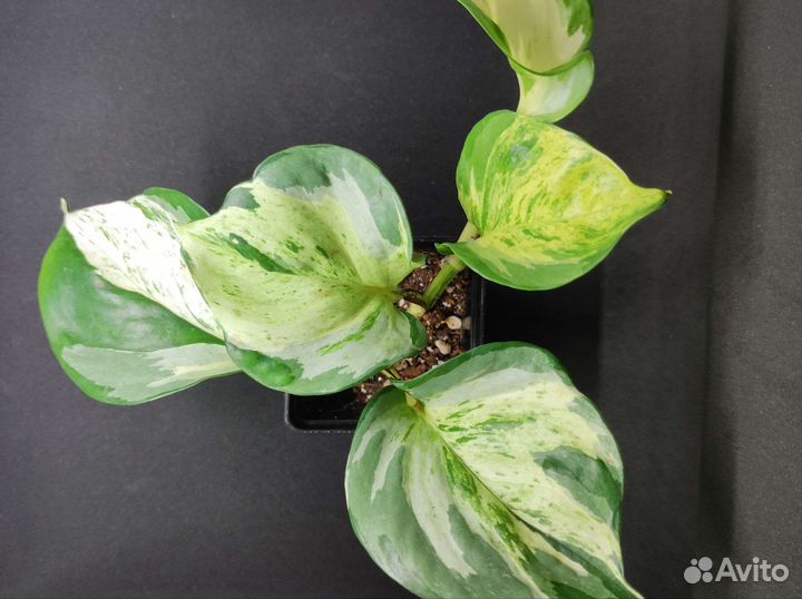 Эпипремнумы, сциндапсусы, филодендроны